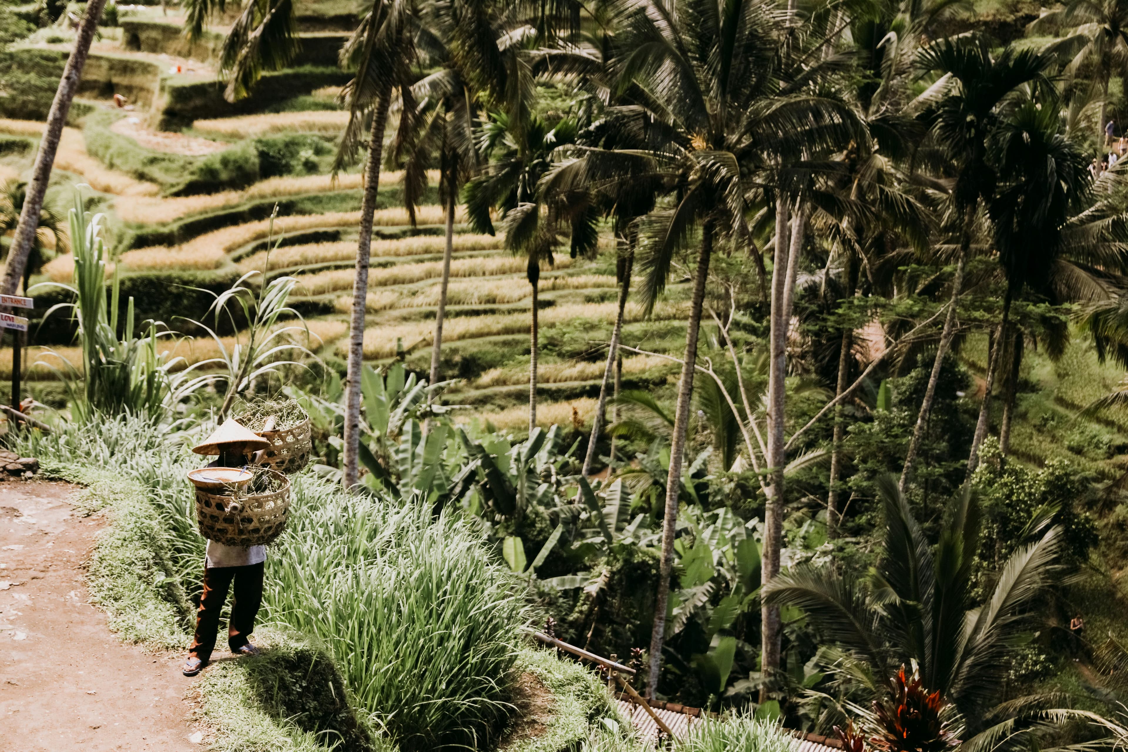 Tegalalang Rice Terraces Ubud Bali farmer working ancient irrigation system