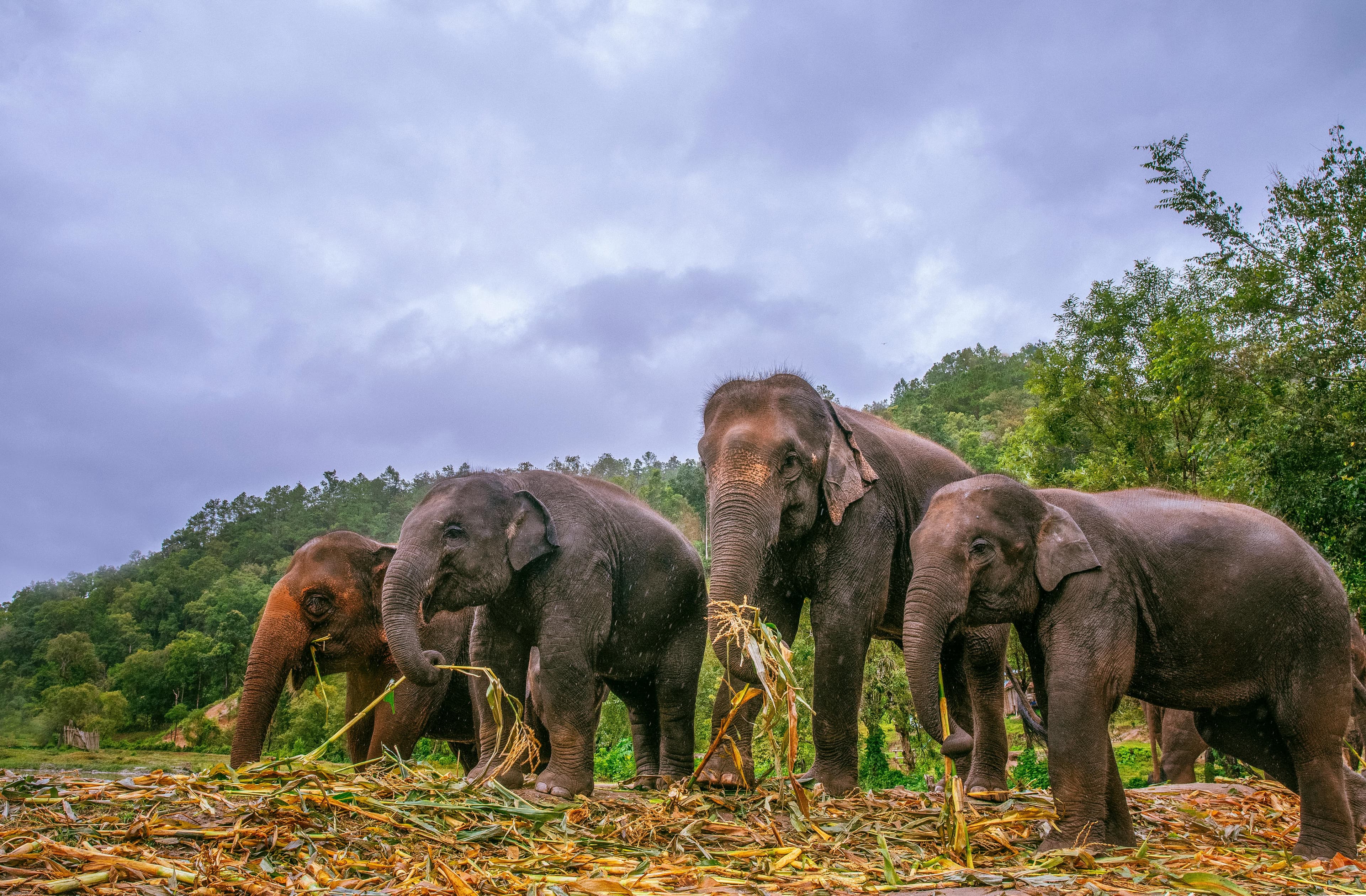 Elephants at an ethical sanctuary near Chiang Mai with green jungle mountains