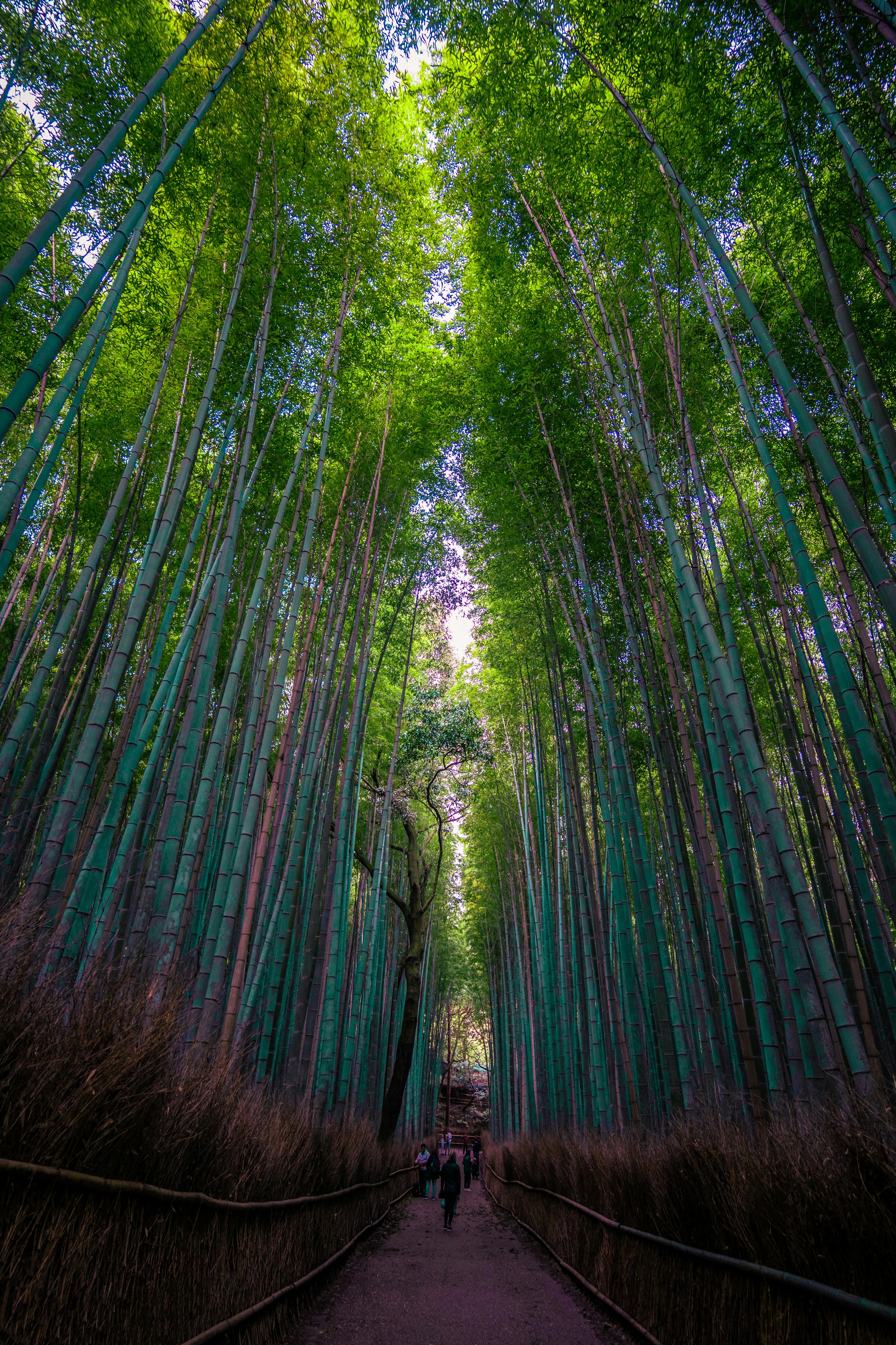 Arashiyama Bamboo Grove towering bamboo stalks pathway Kyoto