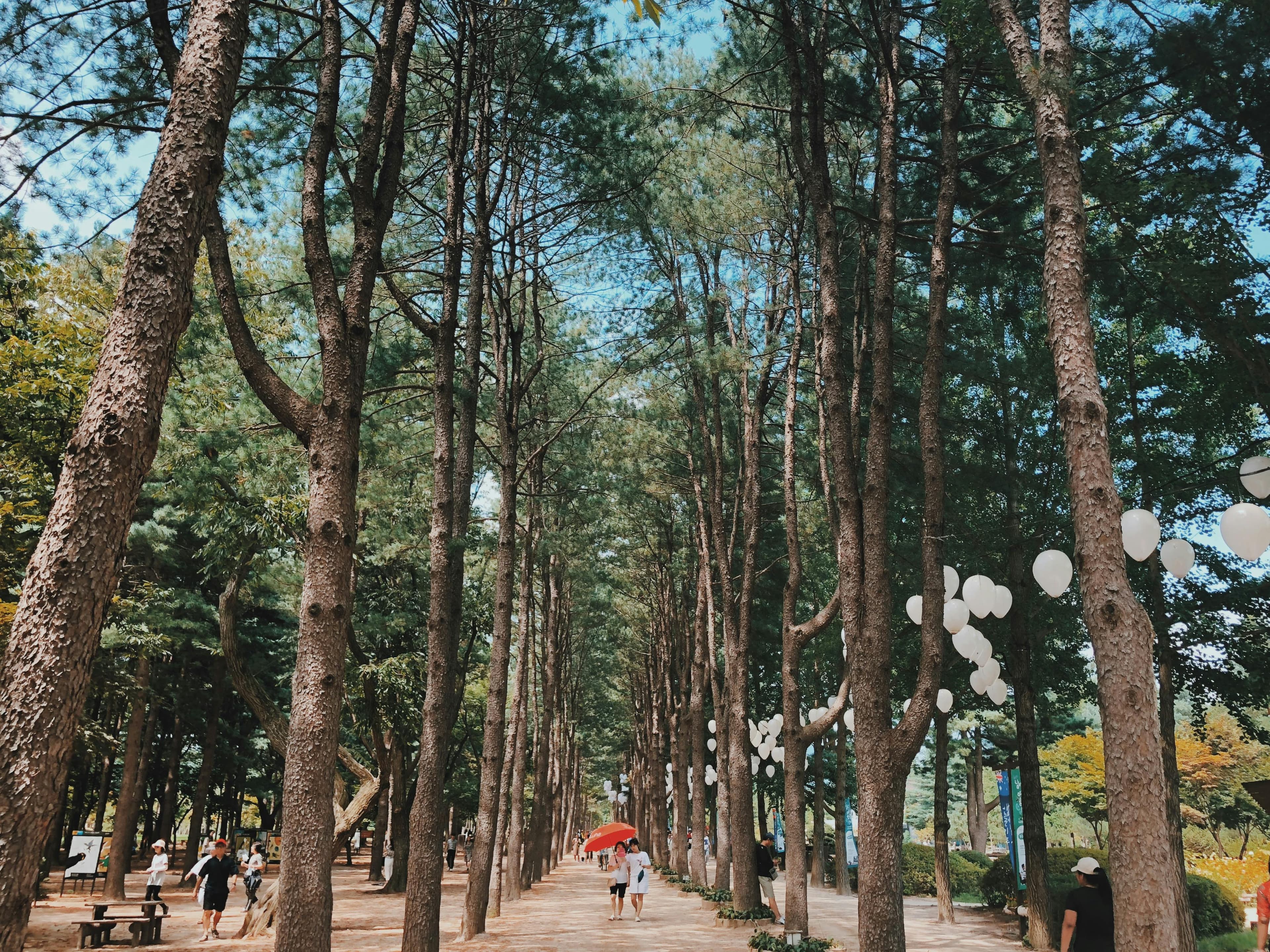 Nami Island K-drama Winter Sonata Korea