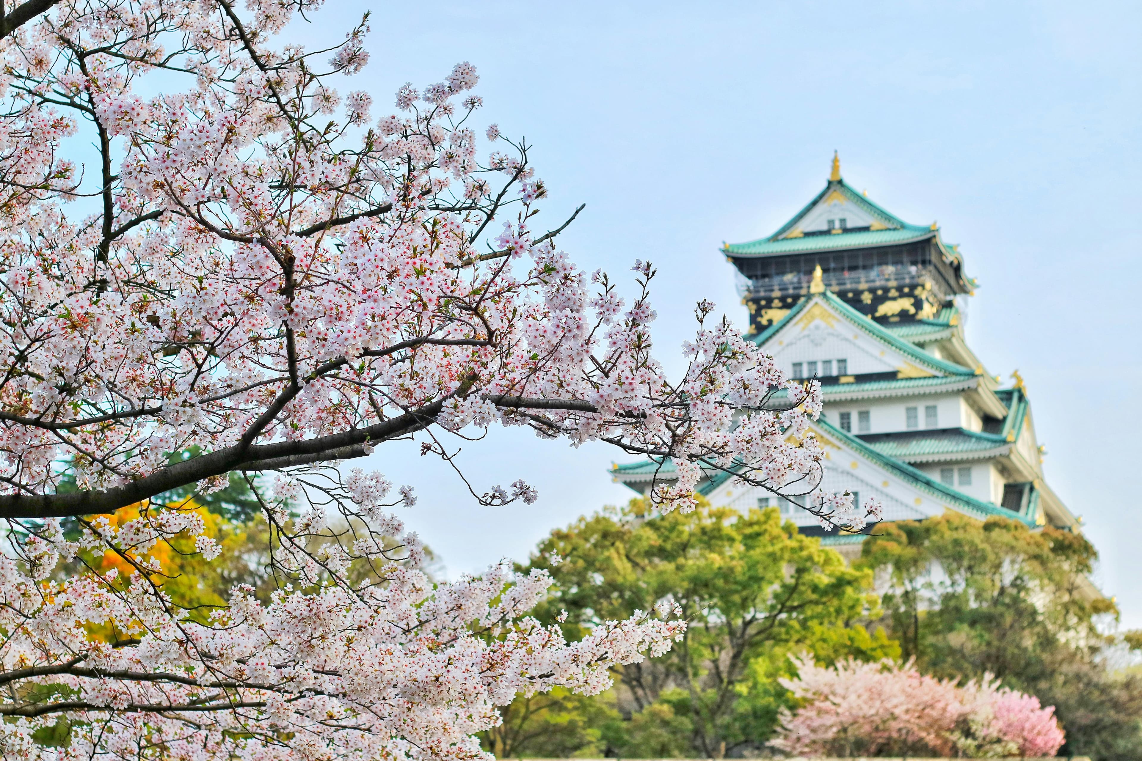 Osaka Castle main keep with copper-green roofs and golden ornaments framed by cherry blossoms in spring