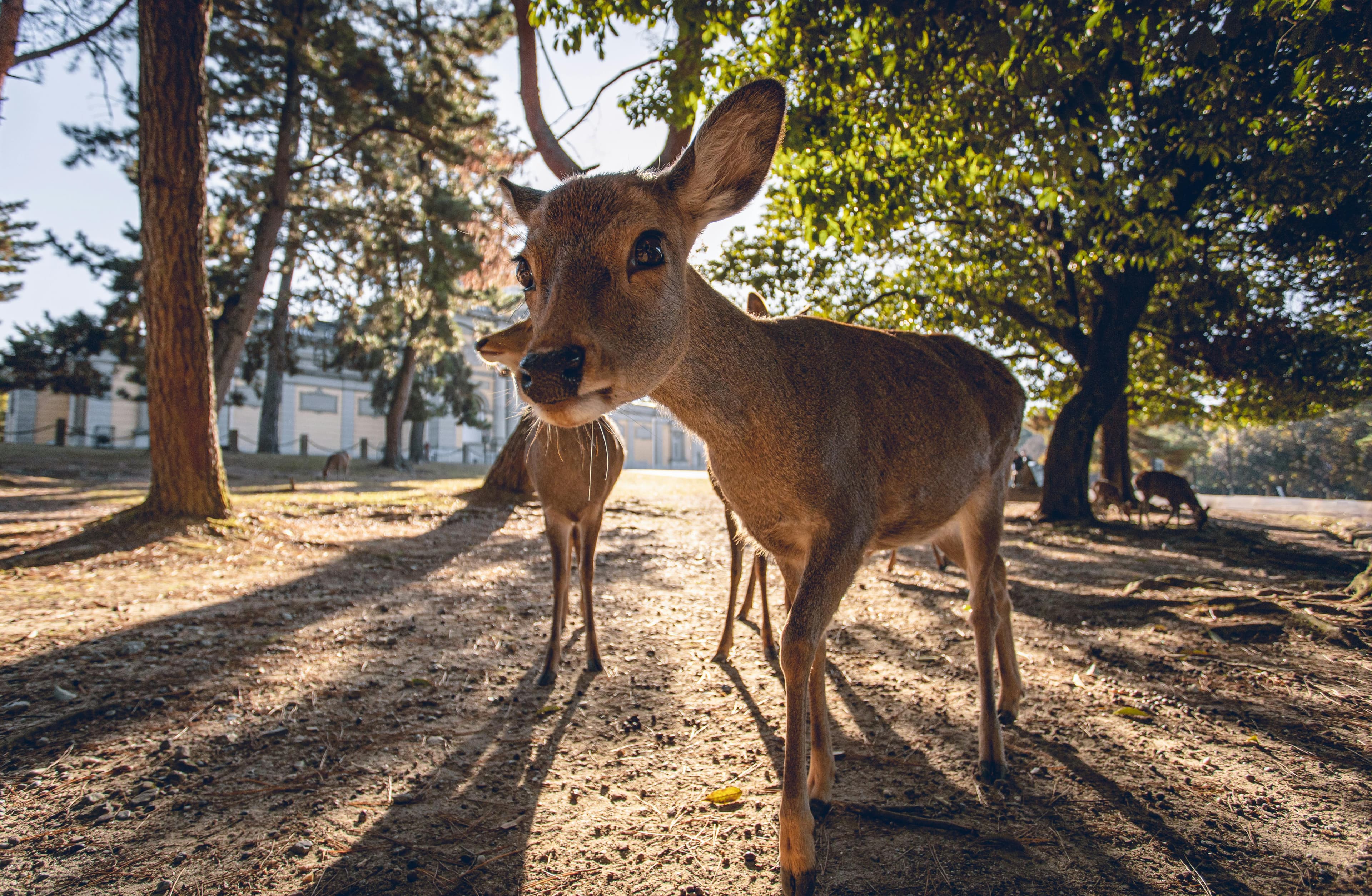Sika deer standing in golden afternoon light at Nara Park with cedar trees in the background