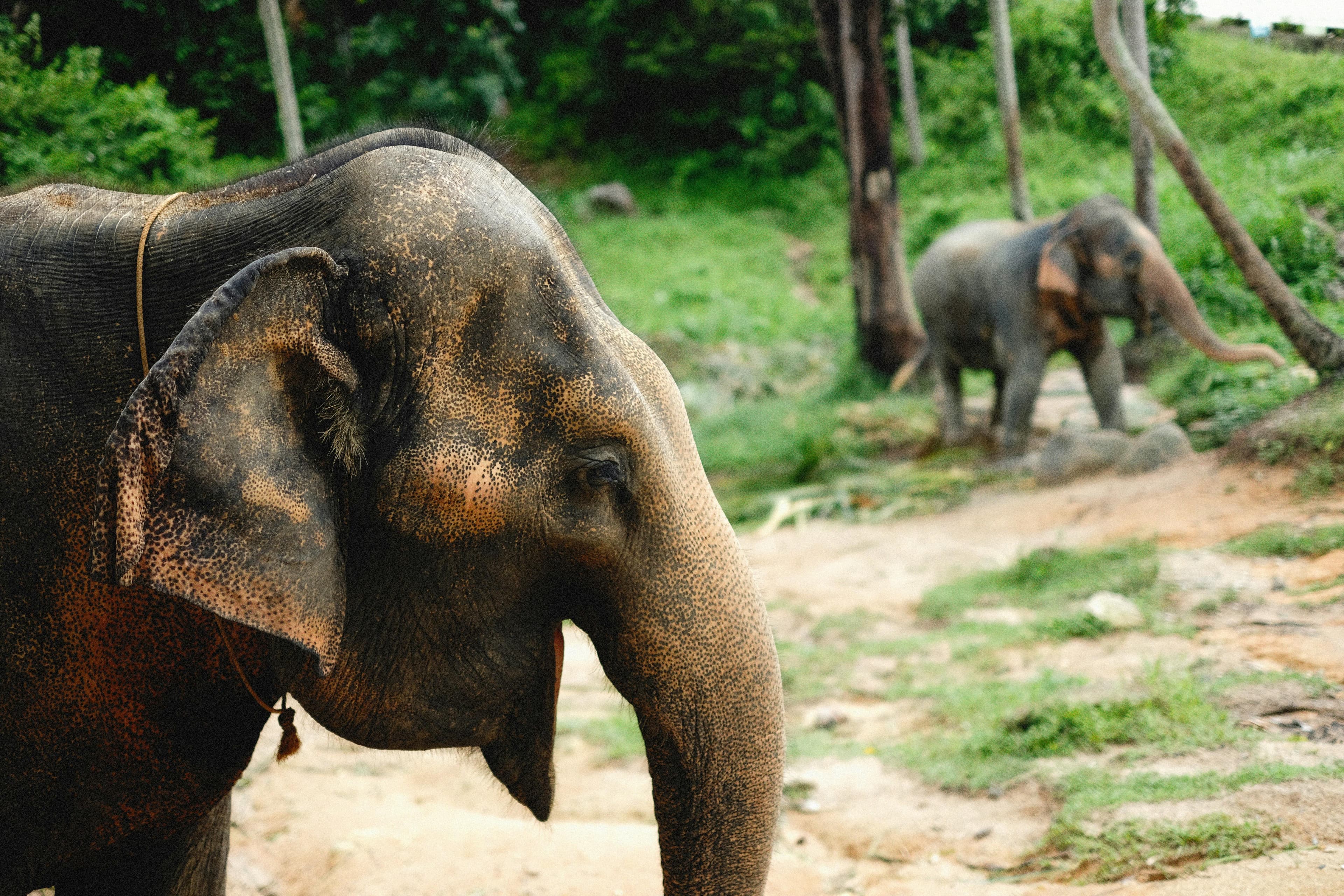 Elephants roaming freely through natural forest sanctuary near Phuket