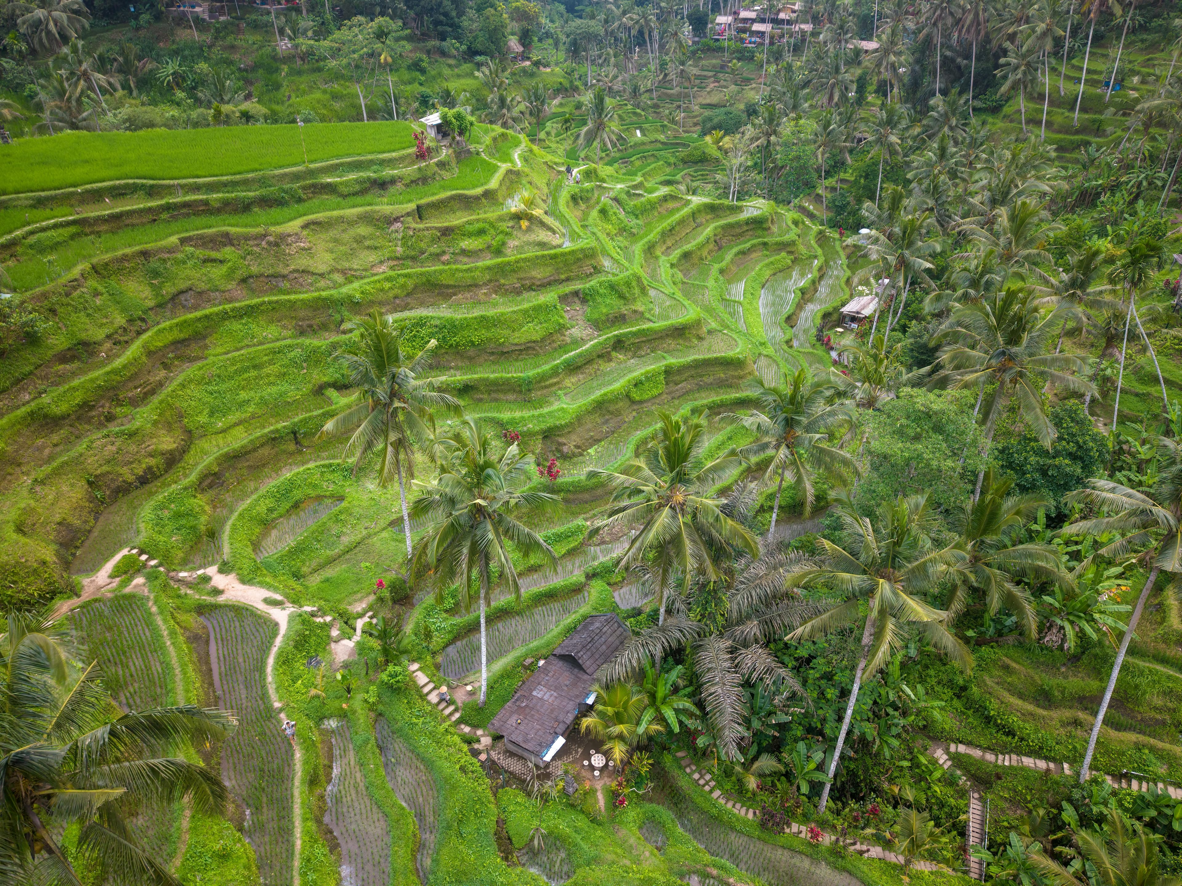 Bali rice terraces dry season best time 2026