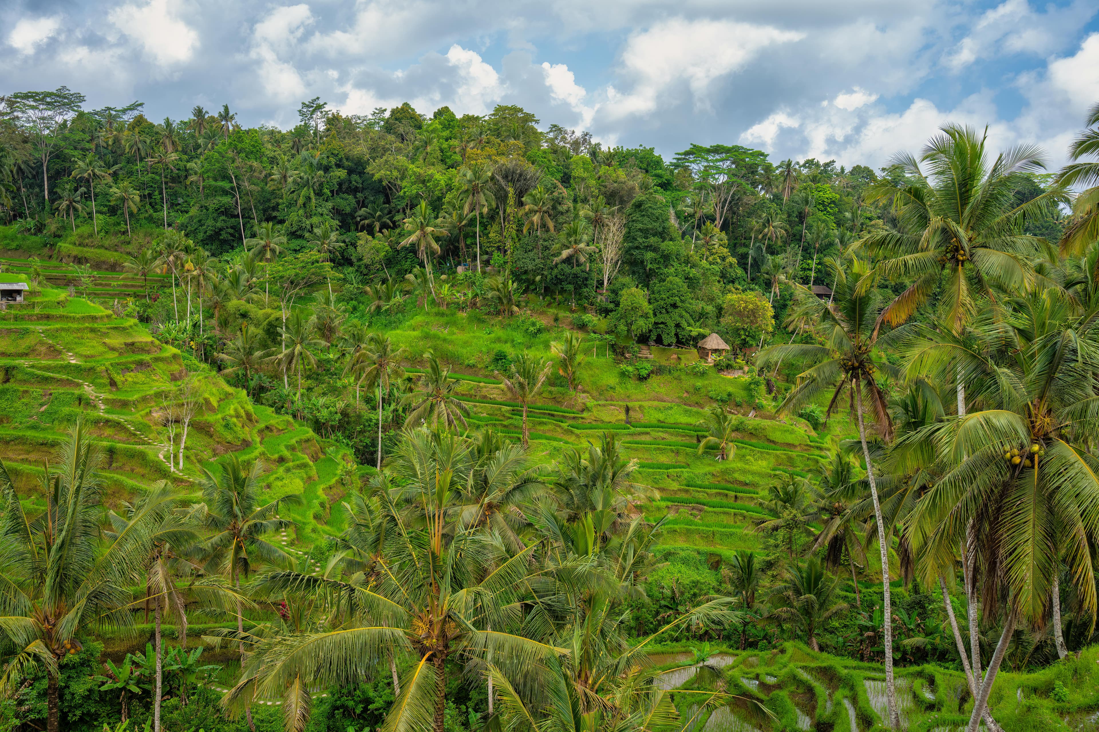 Ubud Bali rice terraces worth visiting 2026 honest verdict