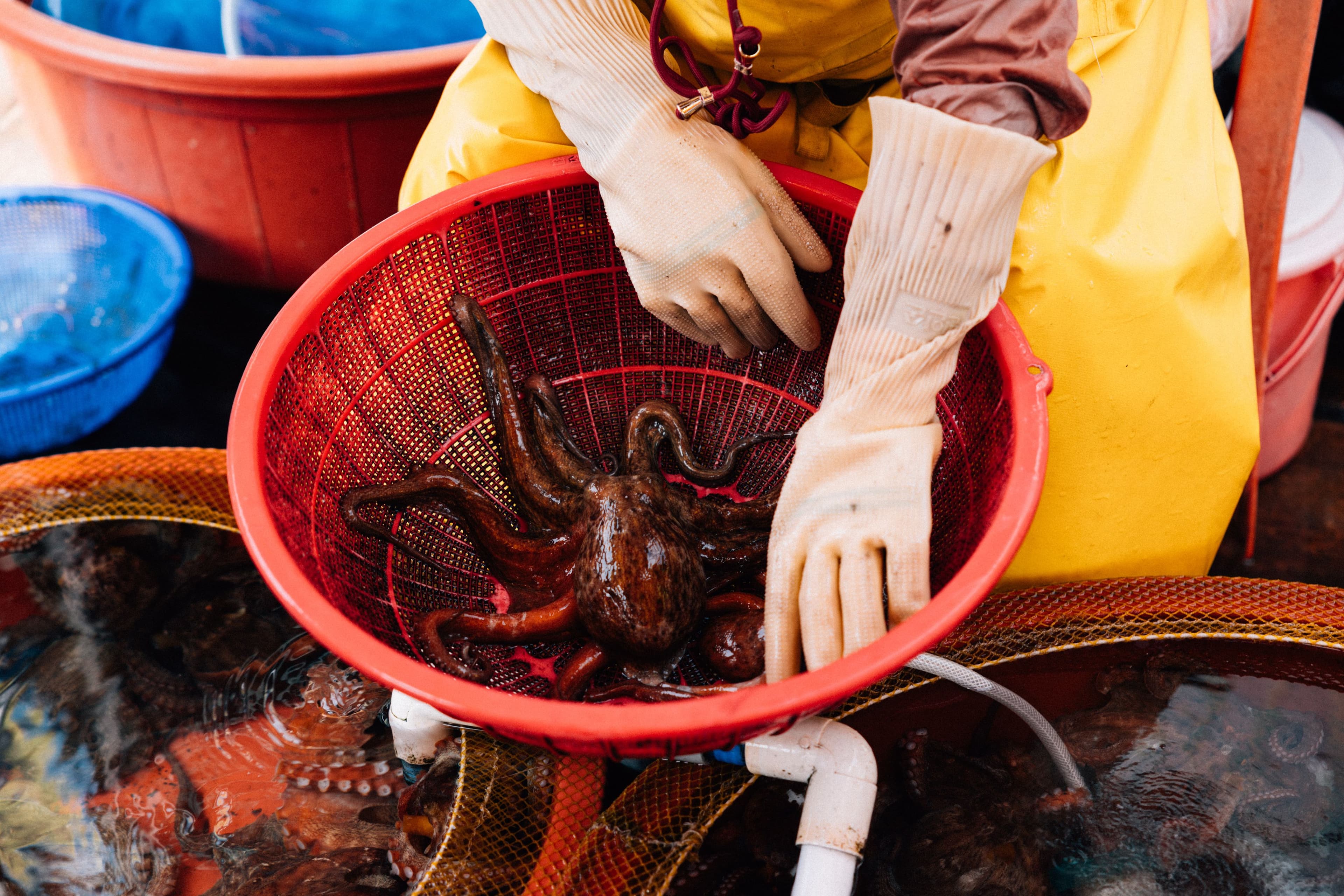 Jagalchi fish market Busan fresh seafood